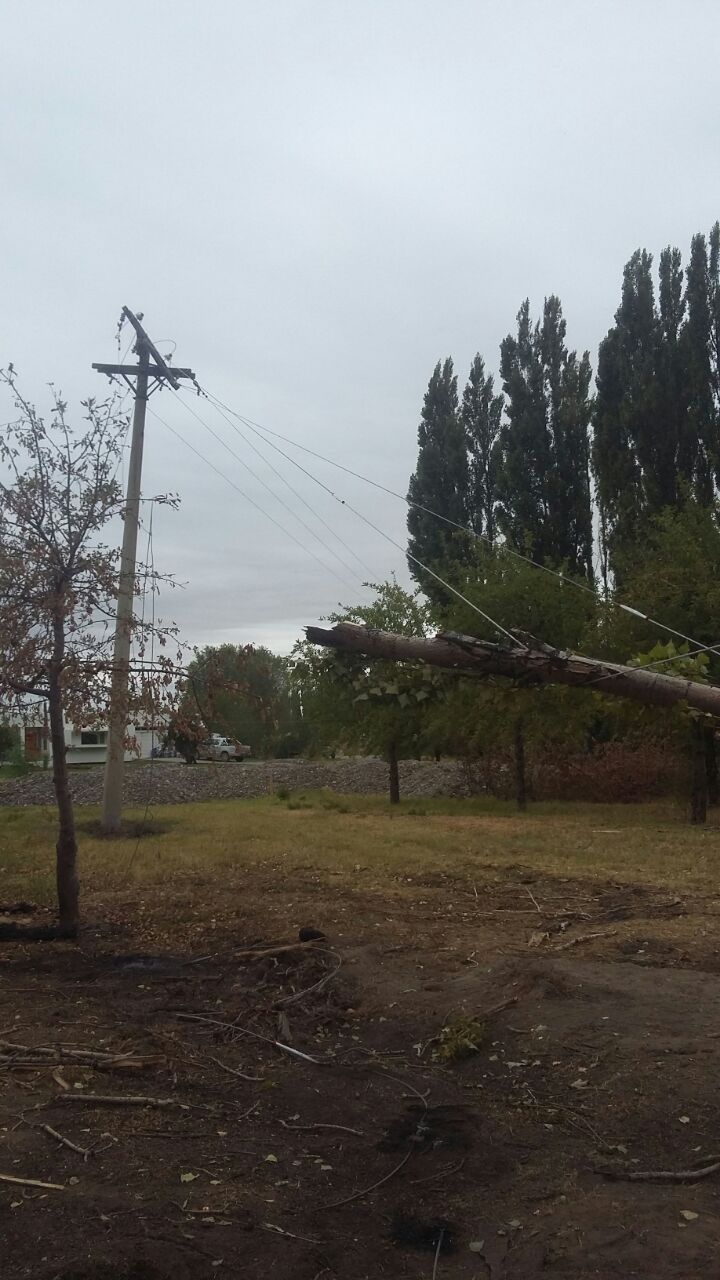 En este momento estás viendo CAÍDA DE UN ÁRBOL PROVOCA LA SALIDA DE SERVICIO EN COSTA NOGAL, TALZAUBER Y BALSA LAS PERLAS.