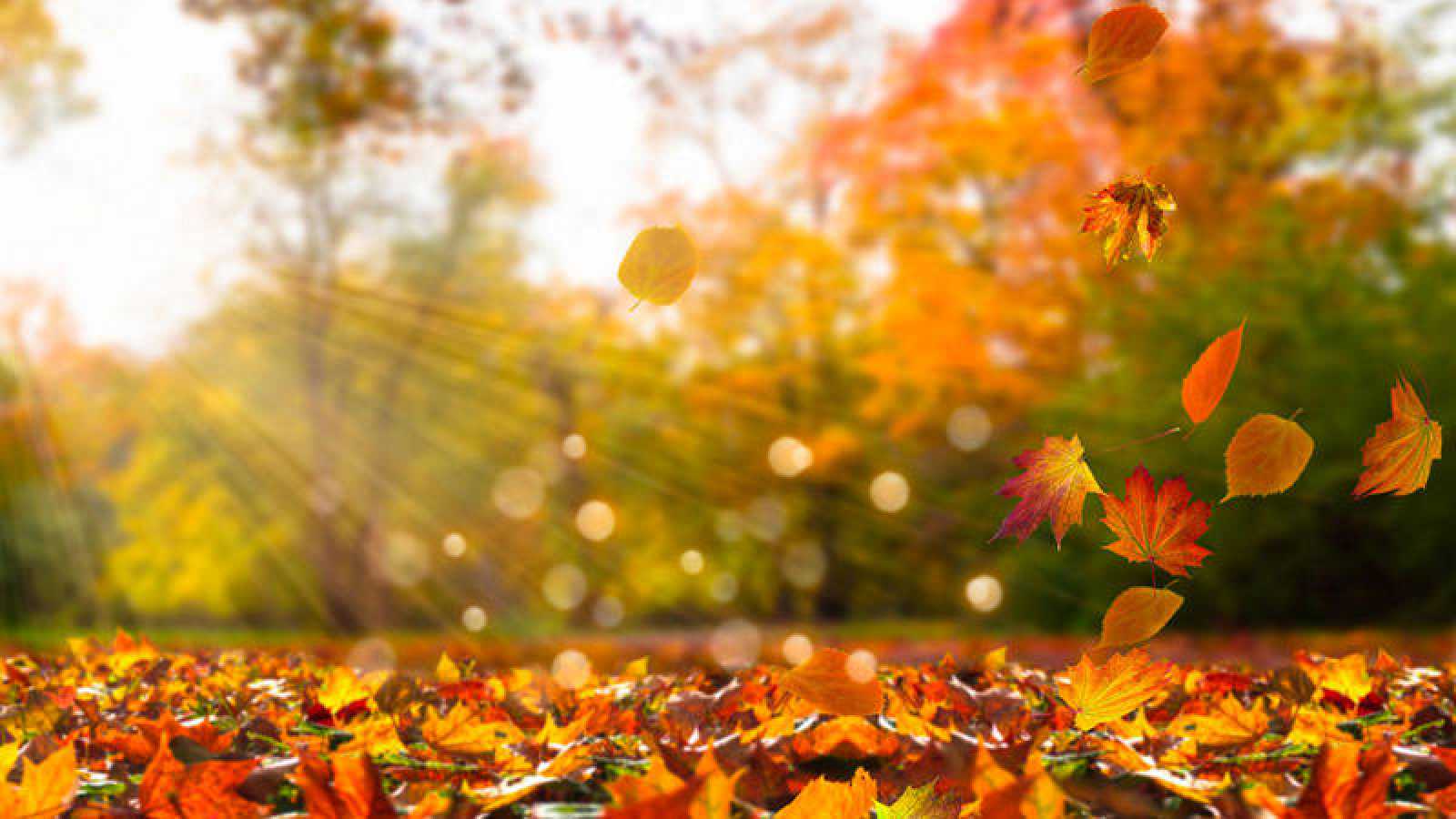 En este momento estás viendo PRONÓSTICO: JUEVES DE OTOÑO QUE LLEGÓ PARA QUEDARSE