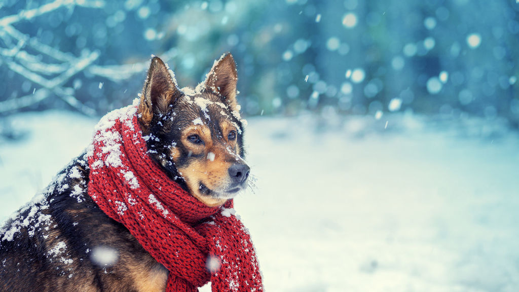 En este momento estás viendo PRONÓSTICO: ¡BRRR! LLEGA UN MARTES HELADO